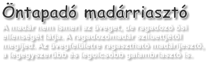 �ntapad� mad�rriaszt� A mad�r nem ismeri az �veget, de ragadoz� �si ellens�g�t l�tja. A ragadoz�mad�r sziluettj�t�l megijed. Az �vegfel�letre ragaszthat� mad�rijeszt�, a legegyszer�bb �s legolcs�bb galambriaszt� is.